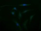 CD105 Antibody (clone 8A1)